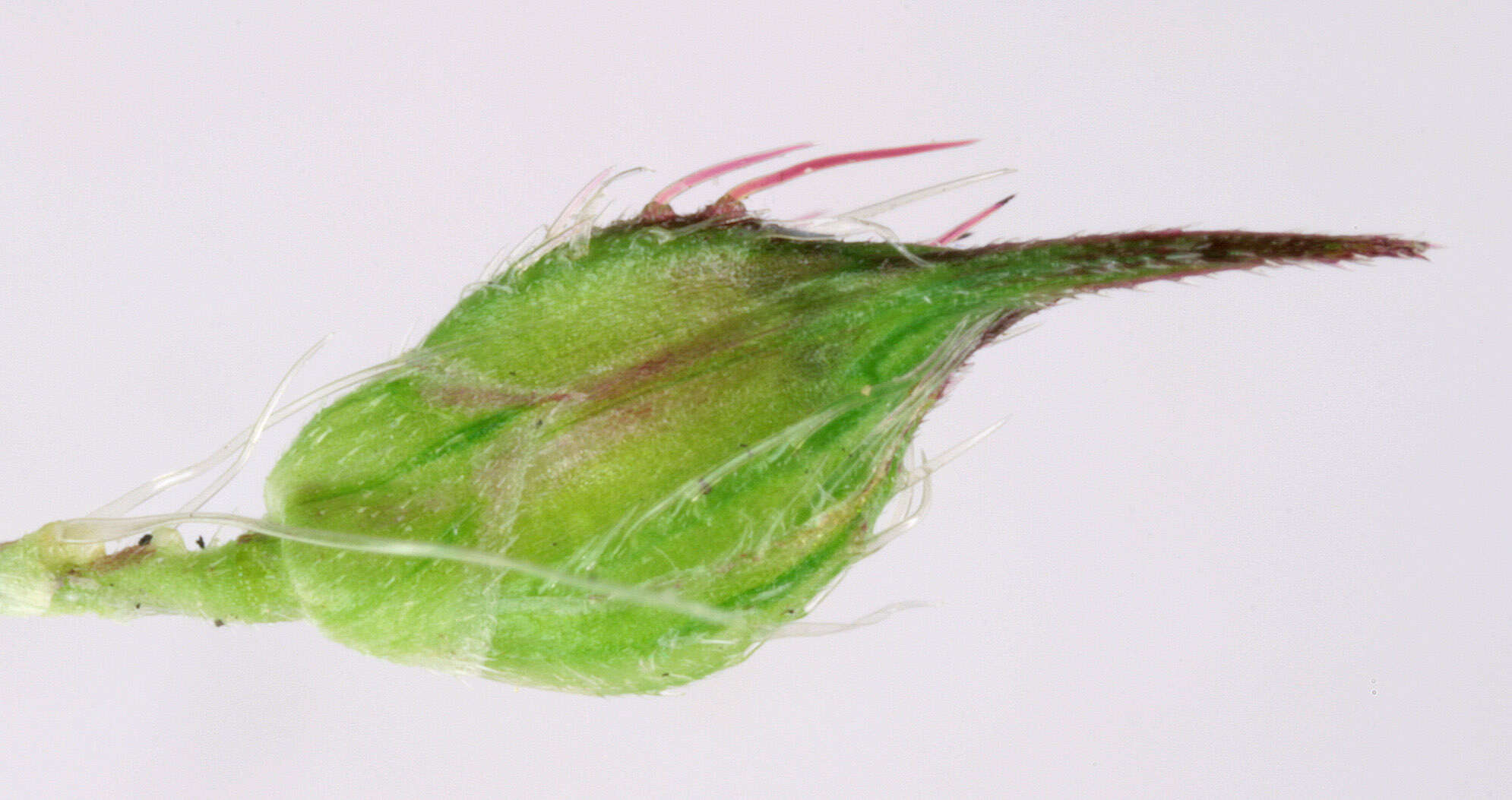 Image of barnyard grass