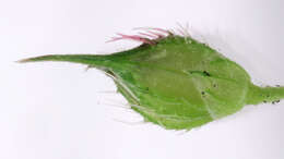Image of barnyard grass