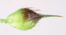Image of barnyard grass