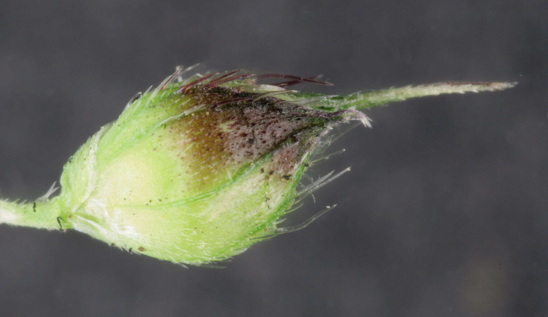 Image of barnyard grass