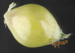 Image of barnyard grass