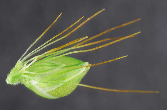 Image of Yellow Bristle Grass