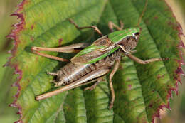 Image of bog bush-cricket