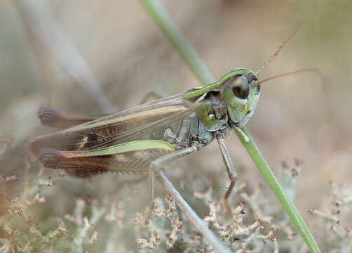 Image of Myrmeleotettix