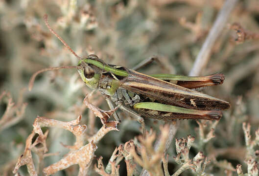 Image of Myrmeleotettix