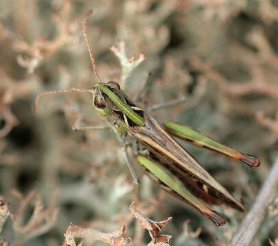 Image of Myrmeleotettix