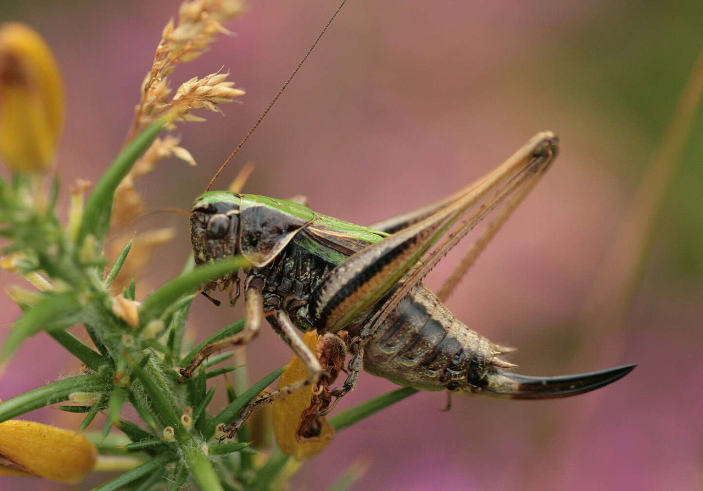 Image of bog bush-cricket