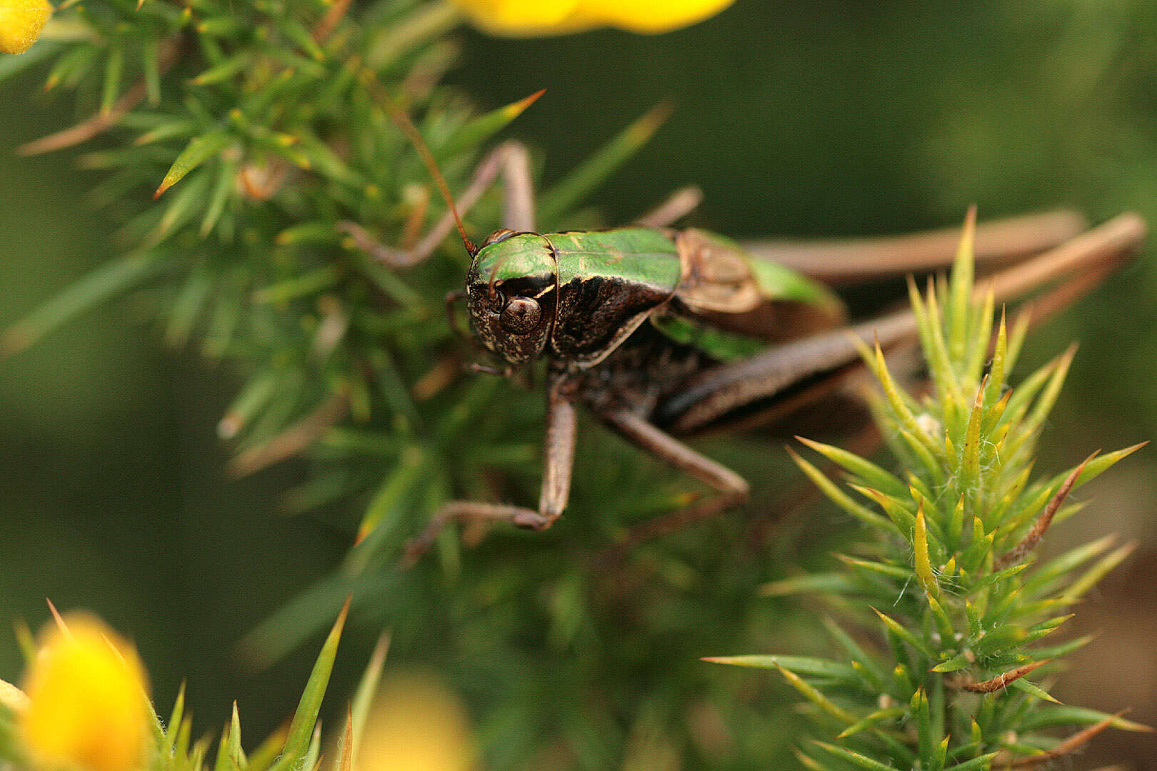 Image of bog bush-cricket