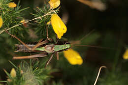 Image of bog bush-cricket