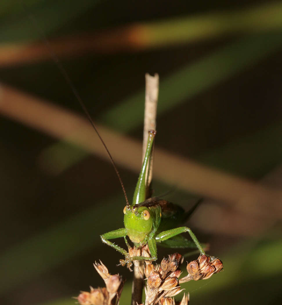 Conocephalus (Anisoptera) dorsalis (Latreille 1804) resmi