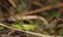 Слика од Conocephalus (Anisoptera) dorsalis (Latreille 1804)