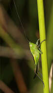 Imagem de Conocephalus (Anisoptera) dorsalis (Latreille 1804)