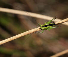 Plancia ëd Conocephalus (Anisoptera) dorsalis (Latreille 1804)