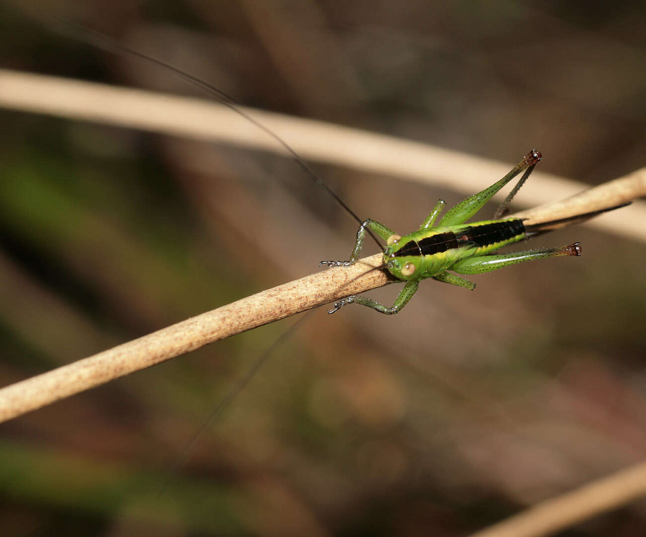 Imagem de Conocephalus (Anisoptera) dorsalis (Latreille 1804)