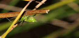 Conocephalus (Anisoptera) dorsalis (Latreille 1804) resmi