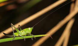 Image of short-winged cone-head