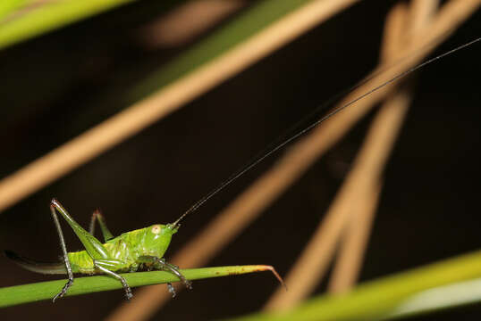 Image of short-winged cone-head