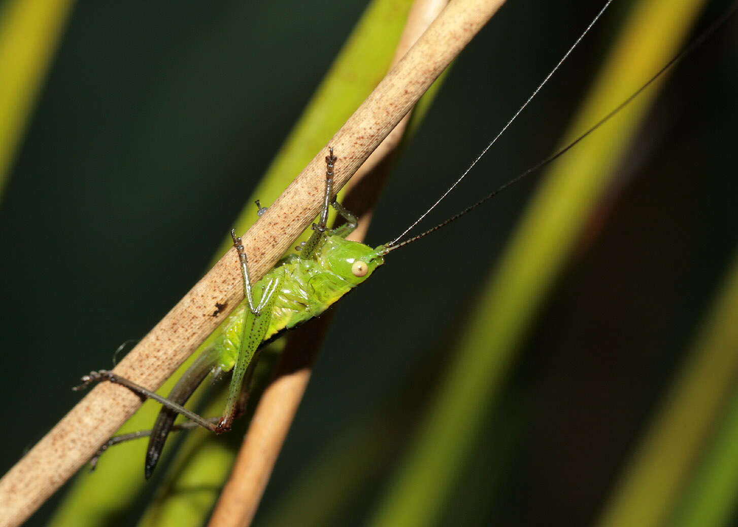 Plancia ëd Conocephalus (Anisoptera) dorsalis (Latreille 1804)