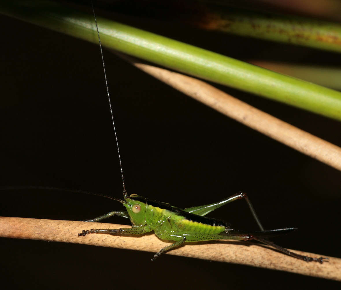 Conocephalus (Anisoptera) dorsalis (Latreille 1804) resmi