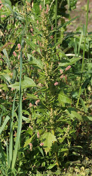 Слика од Oxybasis rubra (L.) S. Fuentes, Uotila & Borsch