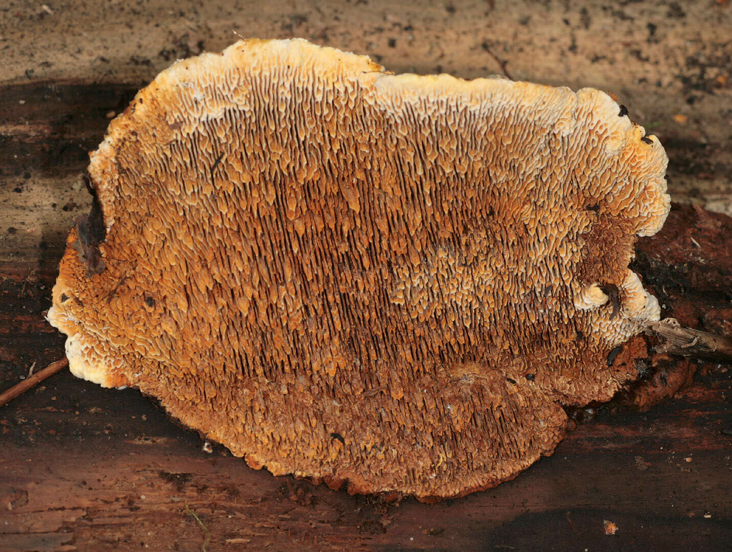 Image de Polypore benjoin