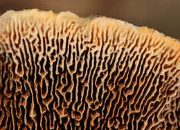 Image de Polypore benjoin