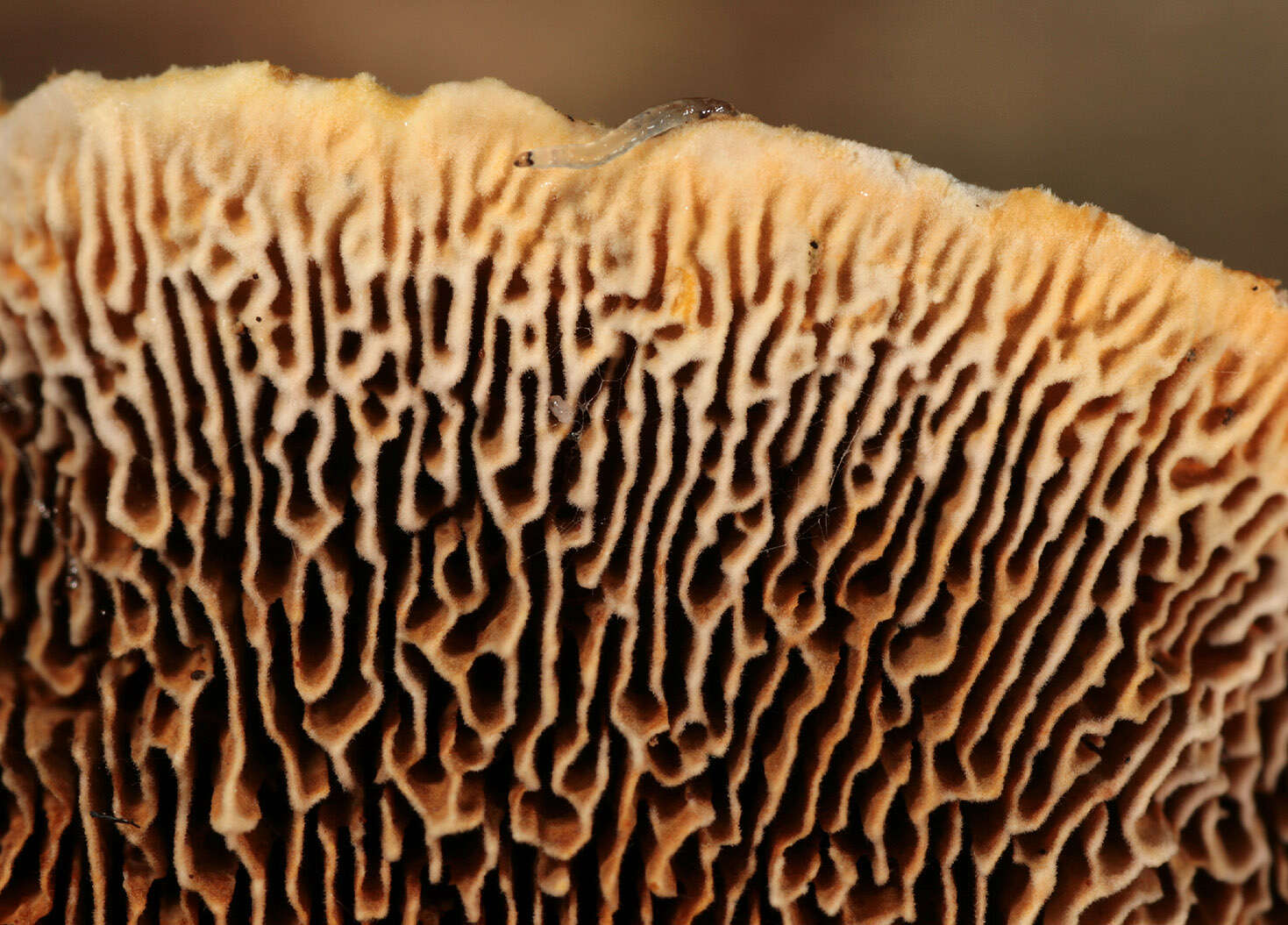 Image de Polypore benjoin