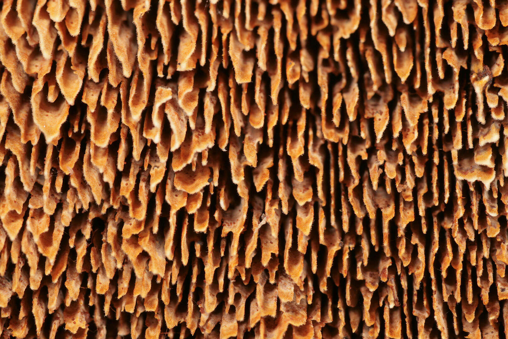 Image de Polypore benjoin