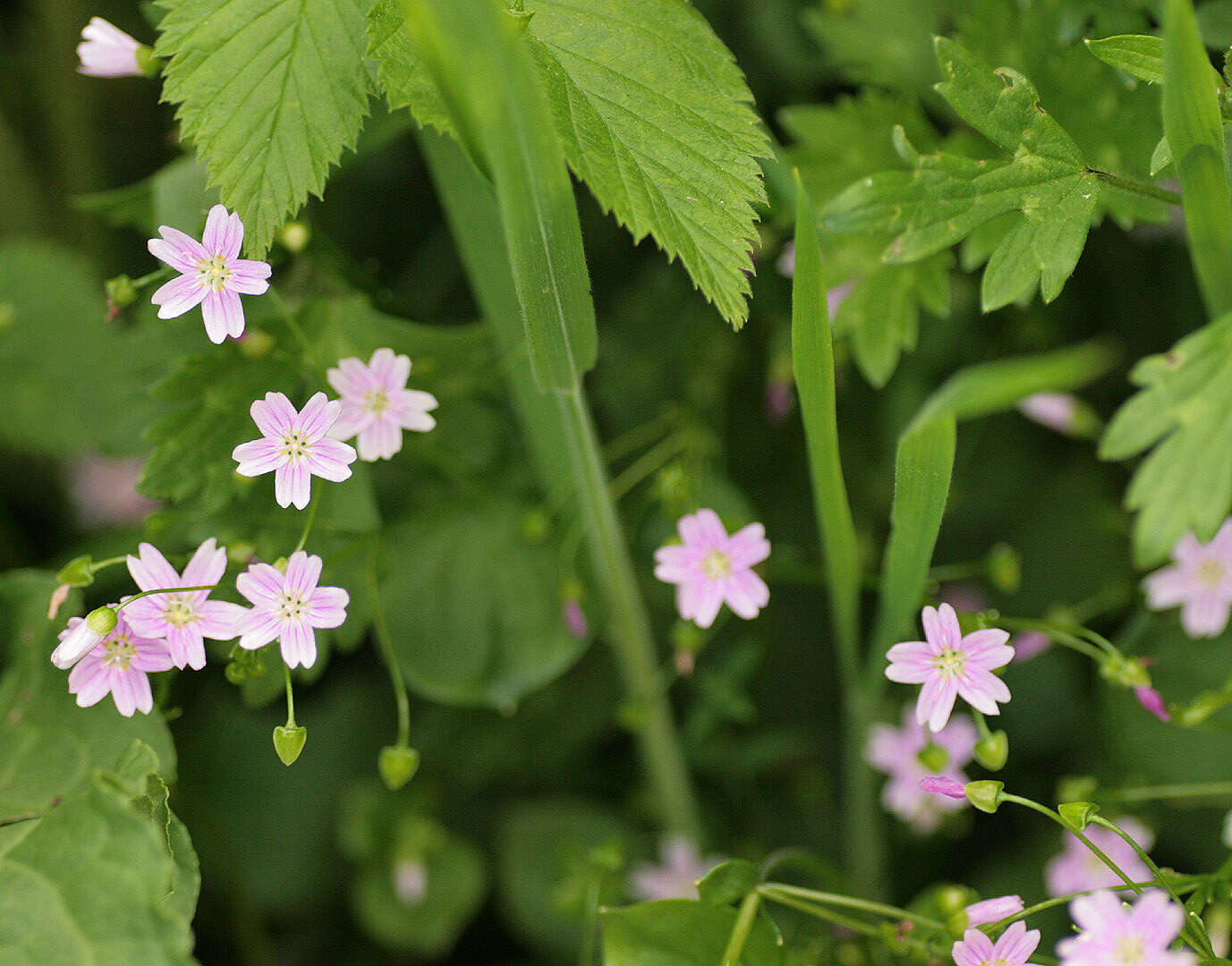 Image of Siberian springbeauty