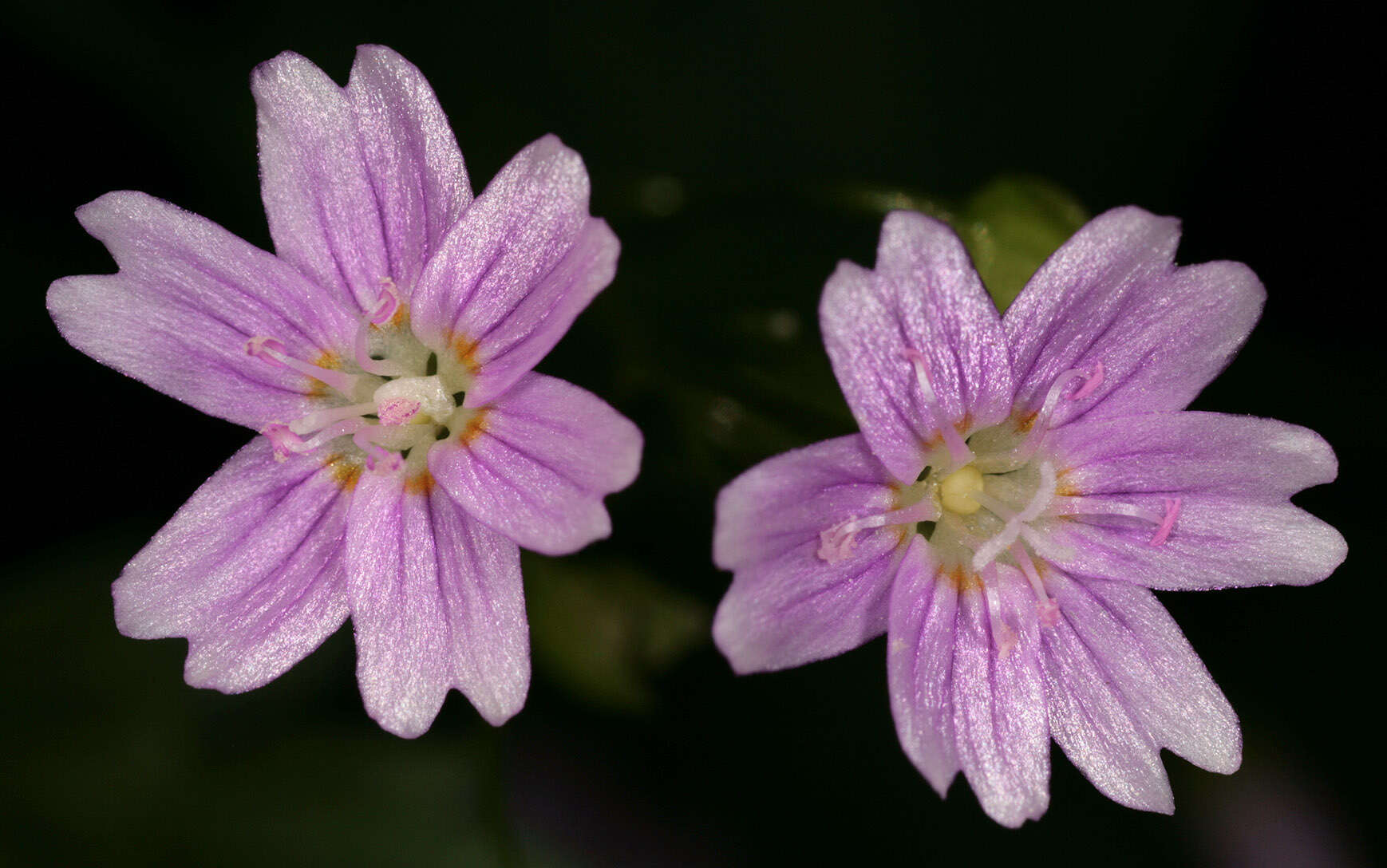 Image of Siberian springbeauty