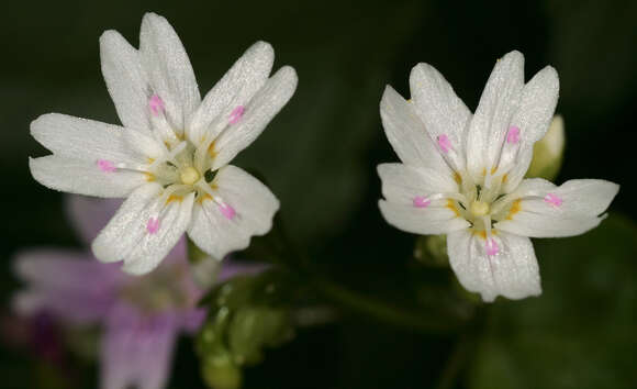 Image of Siberian springbeauty