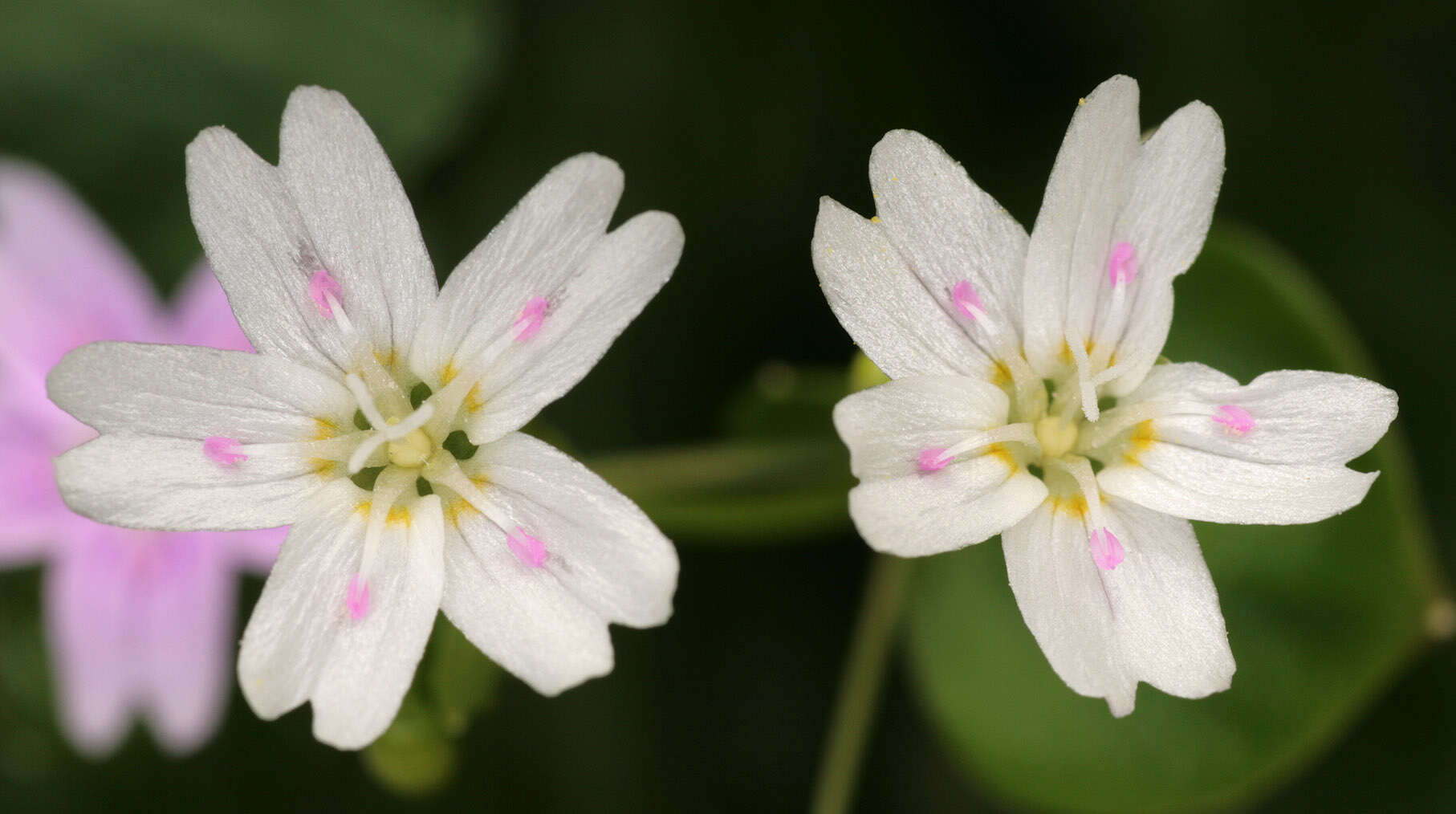 Image of Siberian springbeauty