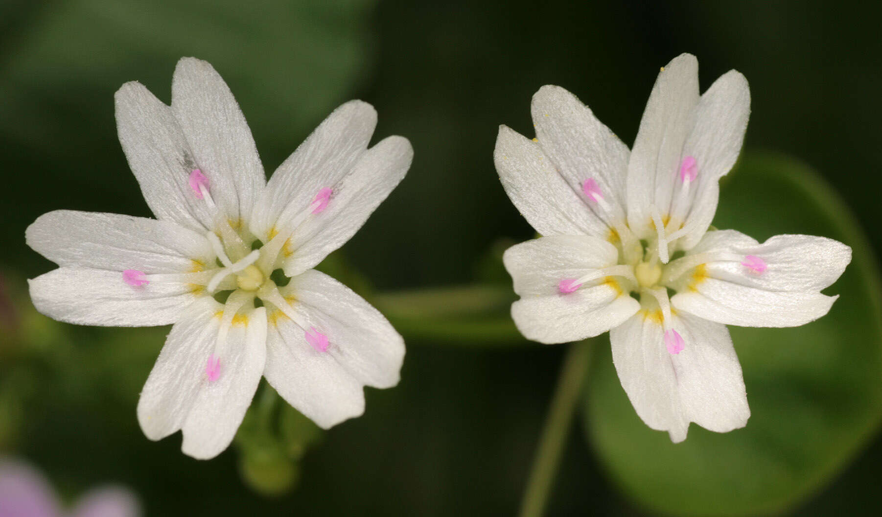 Image of Siberian springbeauty