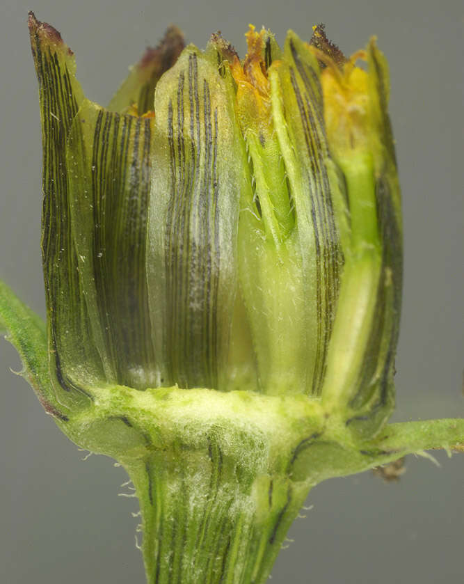 Image de Bidens tripartita subsp. tripartita