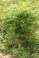 Image of salmonberry