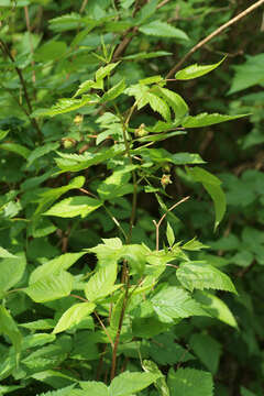 Image of salmonberry