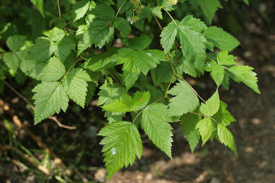 Image of salmonberry