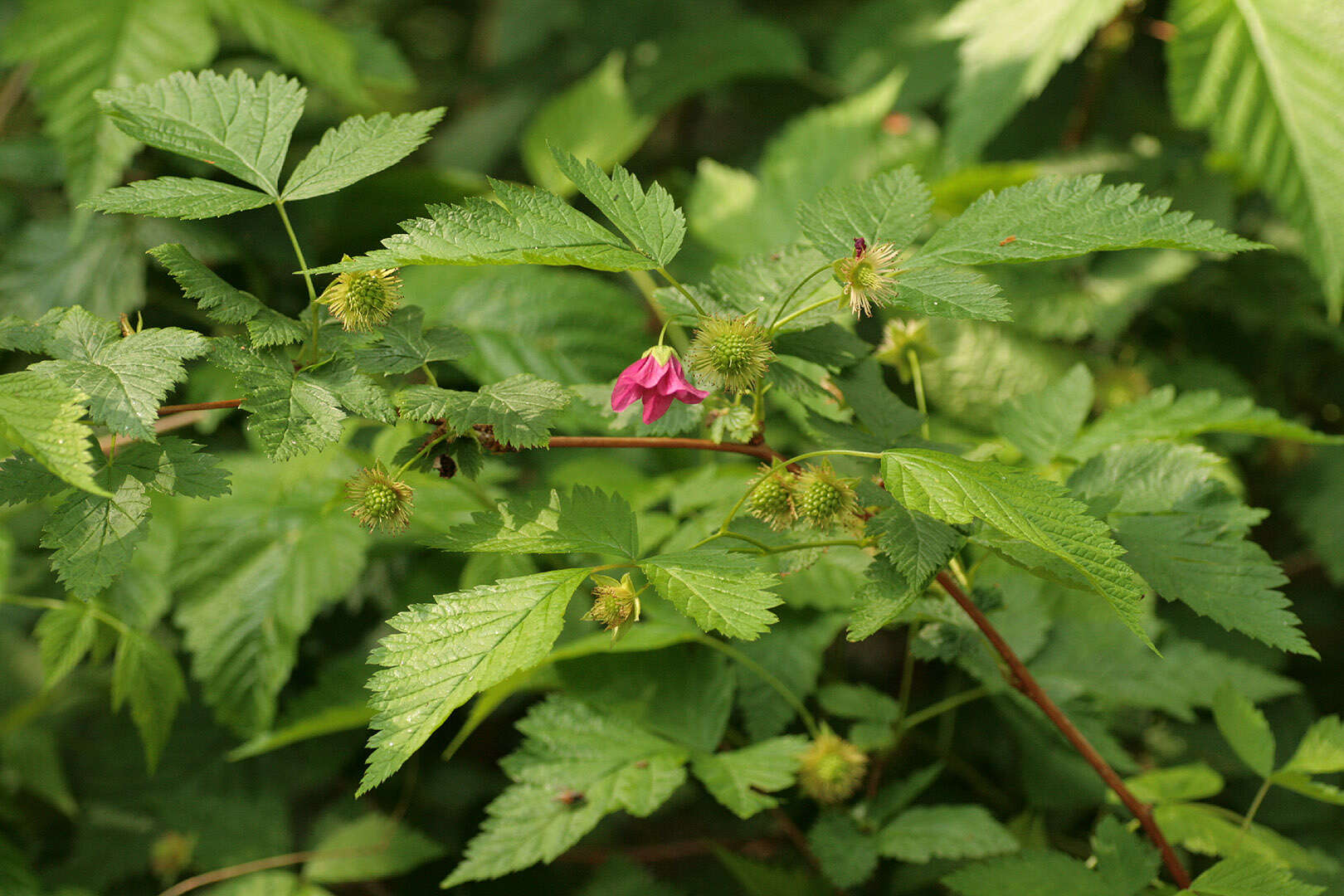 Image of salmonberry