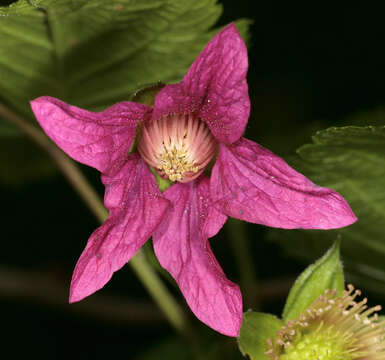 Image of salmonberry