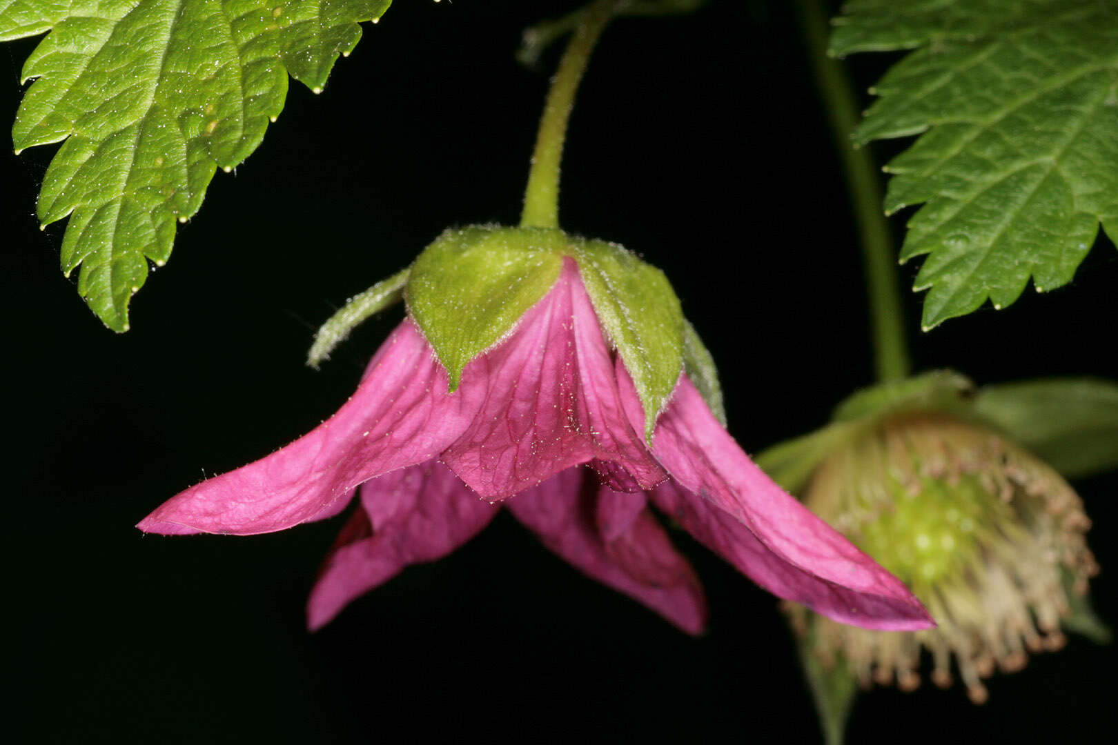 Image of salmonberry