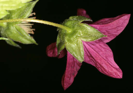 Image of salmonberry