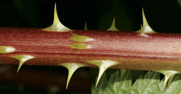 Image of salmonberry