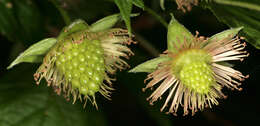 Image of salmonberry