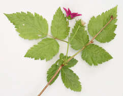 Image of salmonberry