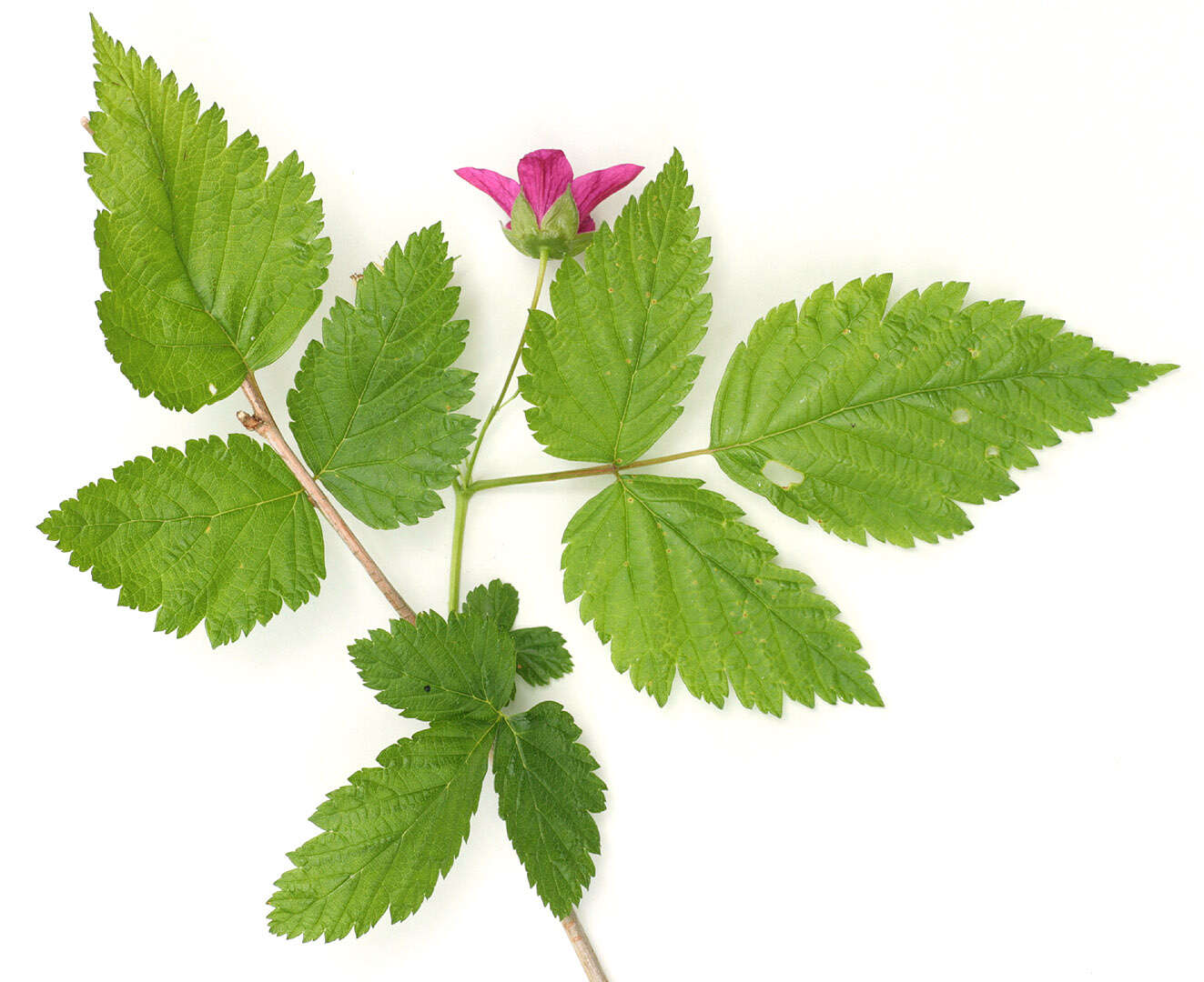 Image of salmonberry