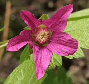 Image of salmonberry