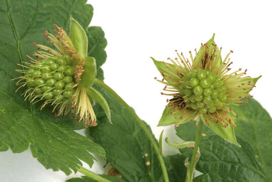 Image of salmonberry