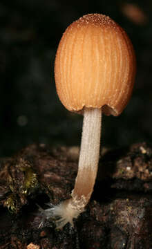 Image of Coprinellus dilectus (Fr.) Redhead, Vilgalys & Moncalvo 2001