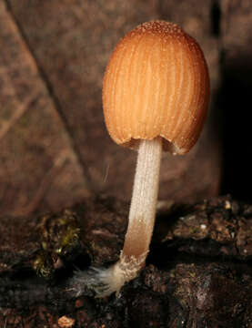 Coprinellus dilectus (Fr.) Redhead, Vilgalys & Moncalvo 2001的圖片