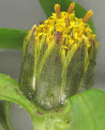 Image of Bidens tripartita subsp. tripartita